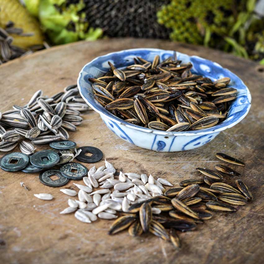 Mongolian Giant Sunflower seeds roasted, raw, and shelled in a bowl alongside old coins on a wooden table.