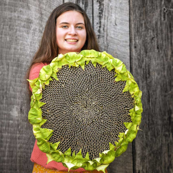 Single Mongolian Giant Sunflower head showing the seeds held by a young lady in front of a wooden background.