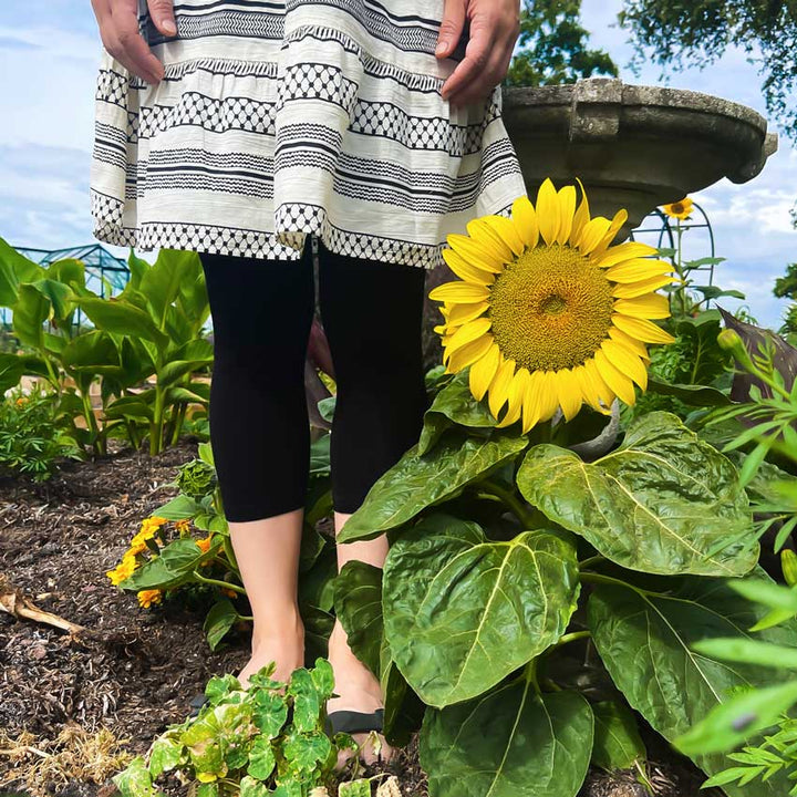 Short Stuff - Sunflower growing in the garden with a person standing next to the flower reaching about knee-high.