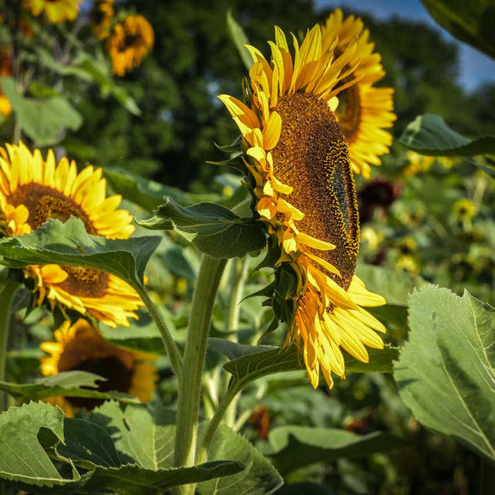 Profile of a Taiyo Sunflower growing in a field.