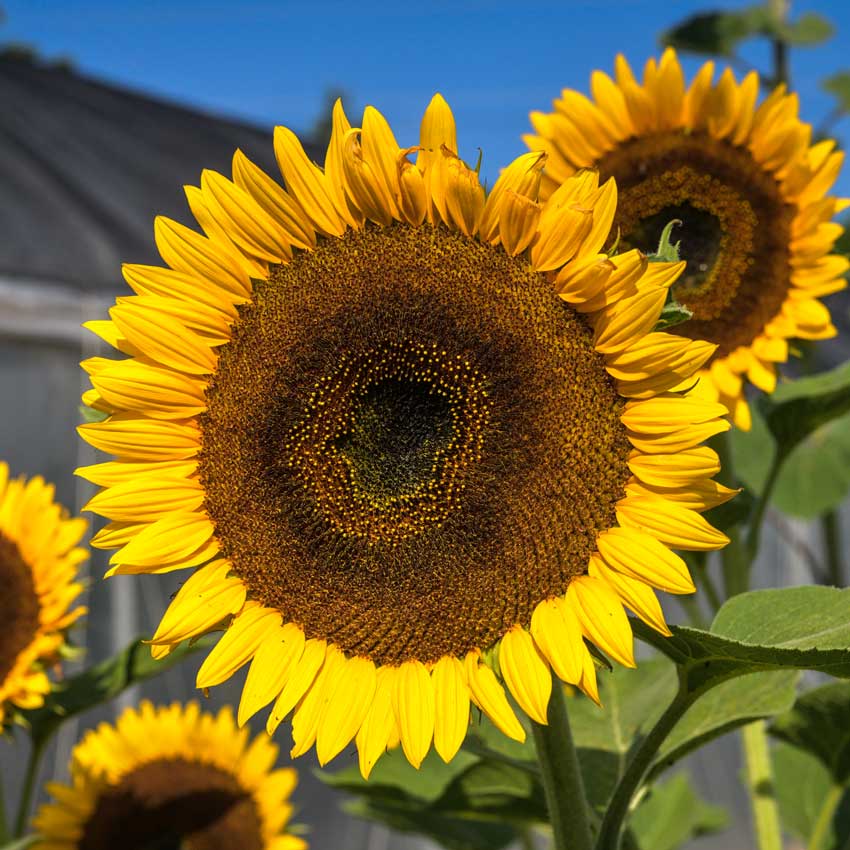 Closeup of a Taiyo Sunflower growing in a field.