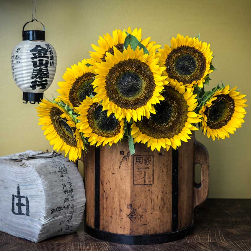 An arrangement of Taiyo Sunflowers on a large wood bucket next to an antique book and lantern.