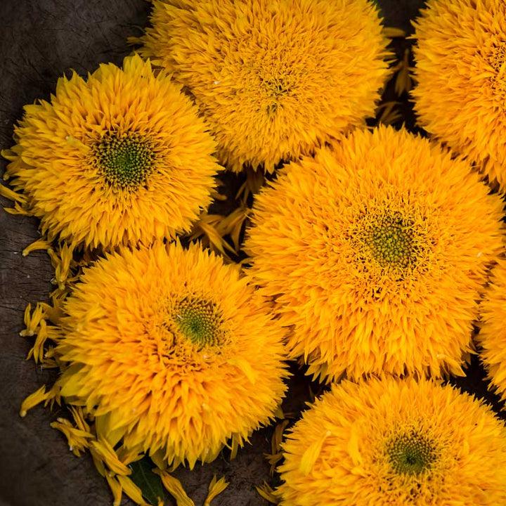 Closeup Teddy Bear Sunflowers on a wooden table.