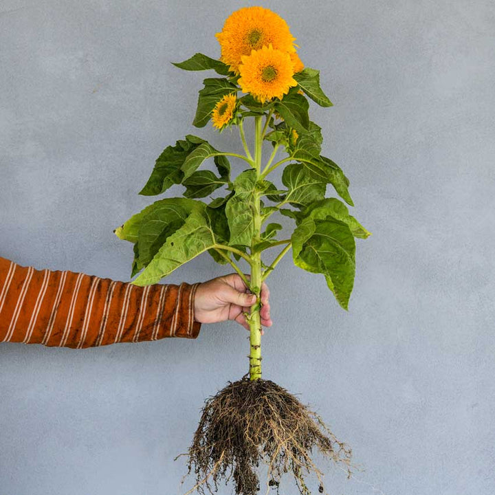Full Teddy Bear Sunflower plant roots to bloom held in one hand.