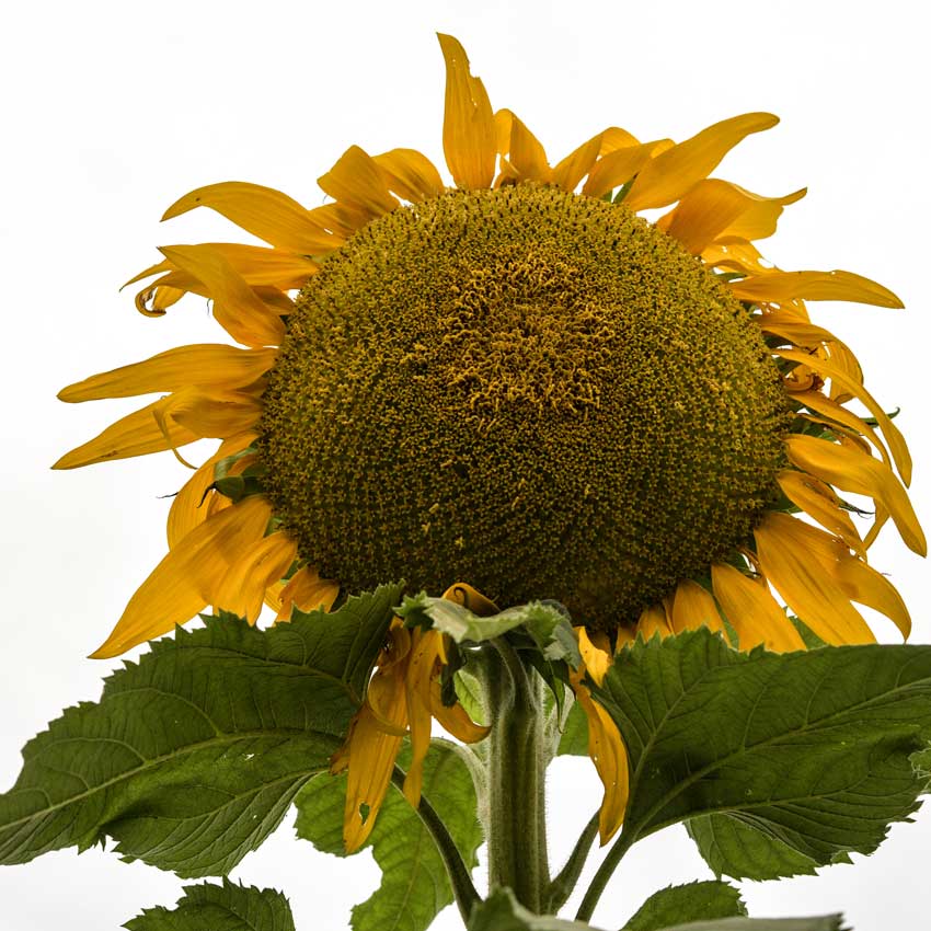 Single Titan Sunflower as seen from below on a white background.