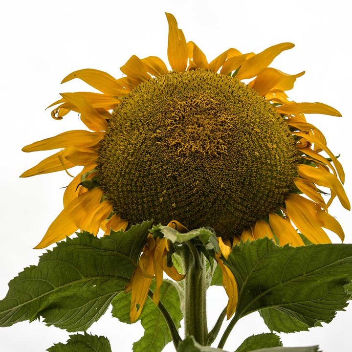 Single Titan Sunflower as seen from below on a white background.