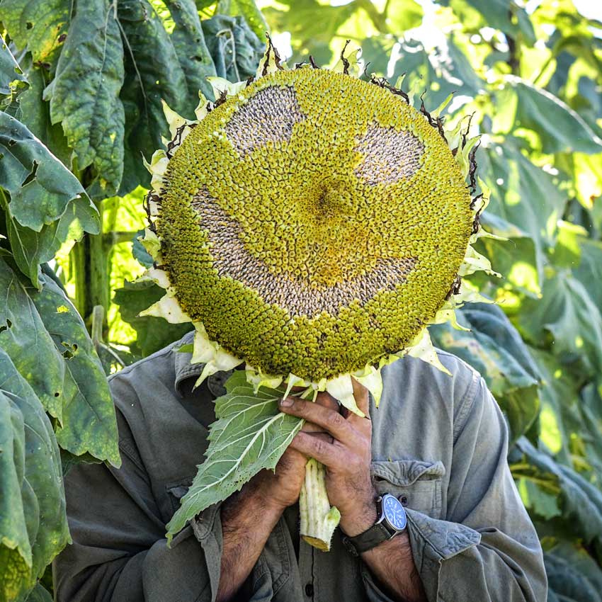 Titan Sunflower Smiley face is held by a gardener over his face.