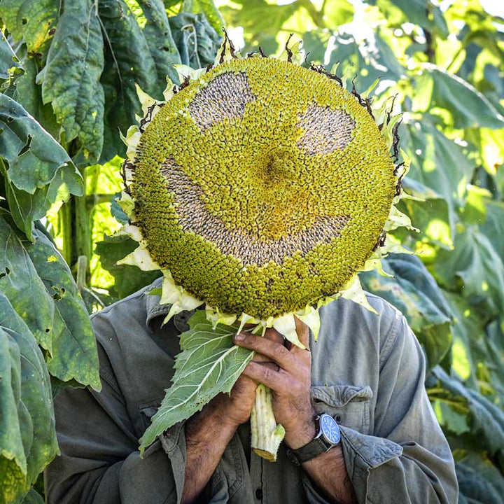 Titan Sunflower Smiley face is held by a gardener over his face.