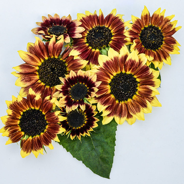 Florenza Sunflowers arranged on white background with some foliage.