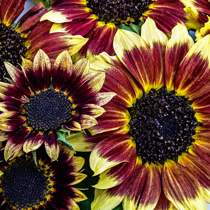 Close-up detailed view of Florenza Sunflowers.