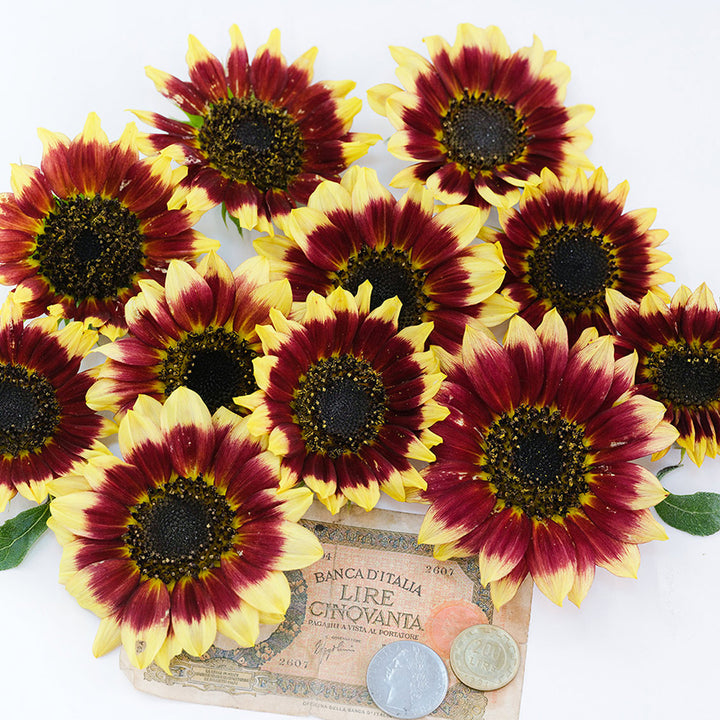 Florenza Sunflowers with Italian Money on white background.