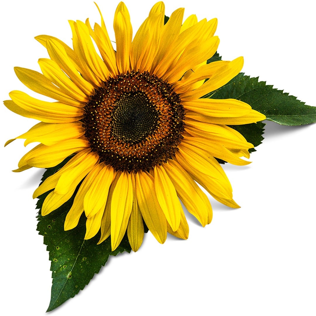Close up of a single Arikara Sunflower on a white background.