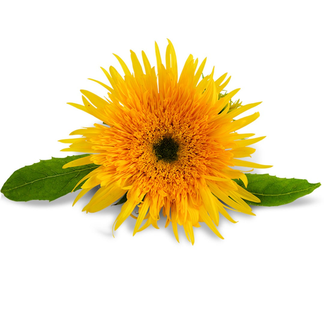 Close up of a single Astra Gold Sunflower on a white background.