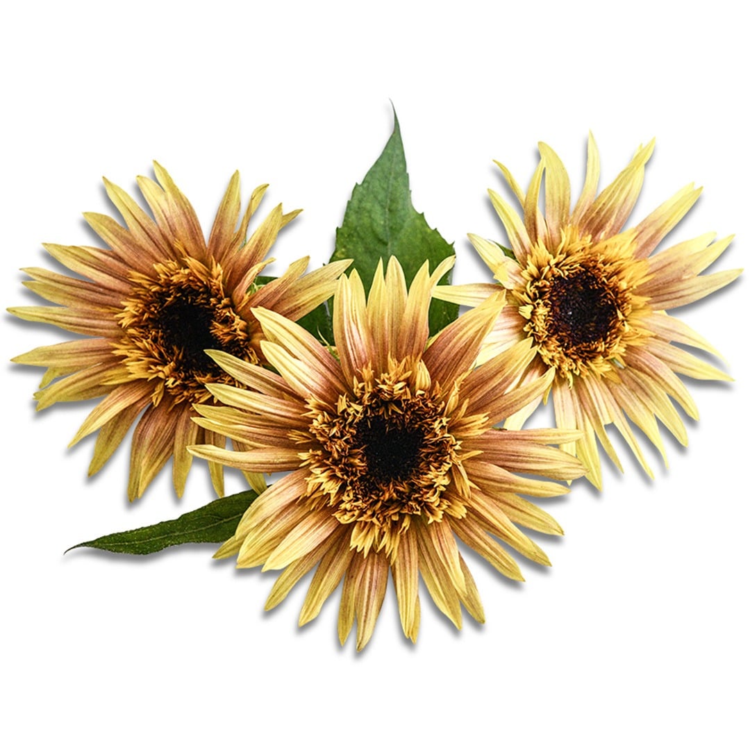 Trio of Astra Rose Cream Sunflowers on a white background.