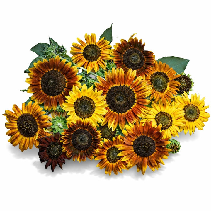 Several shades of Autumn Beauty sunflower heads arranged on a white background.