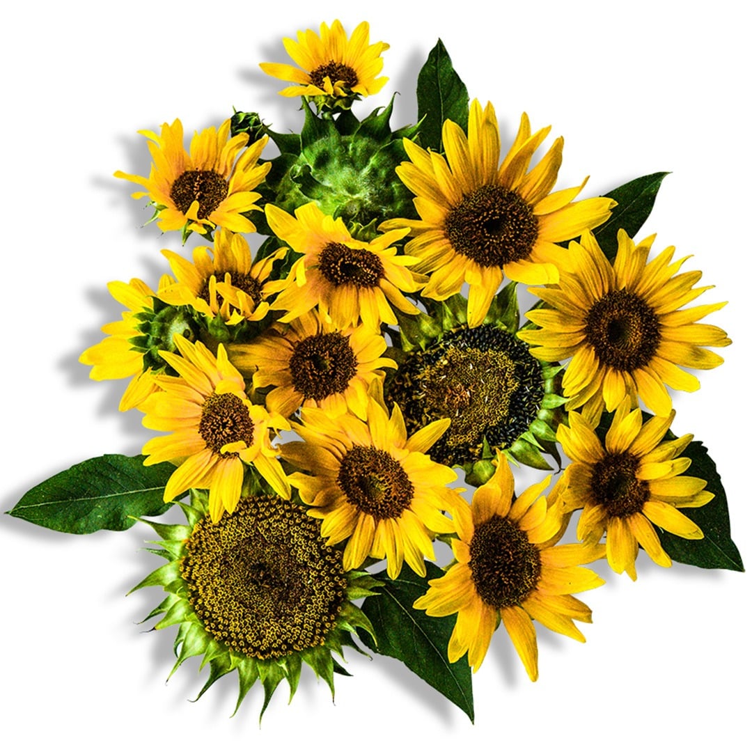 Cluster of Carousel Sunflowers on a white background.