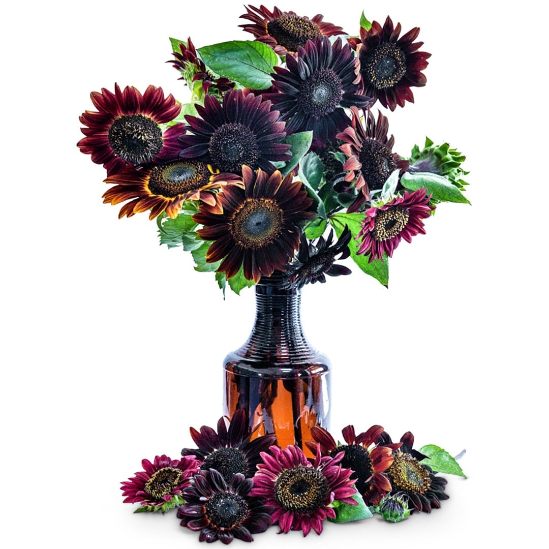 Bouquet of Chocolate Cherry Sunflowers in a brown glass vase on a white background.