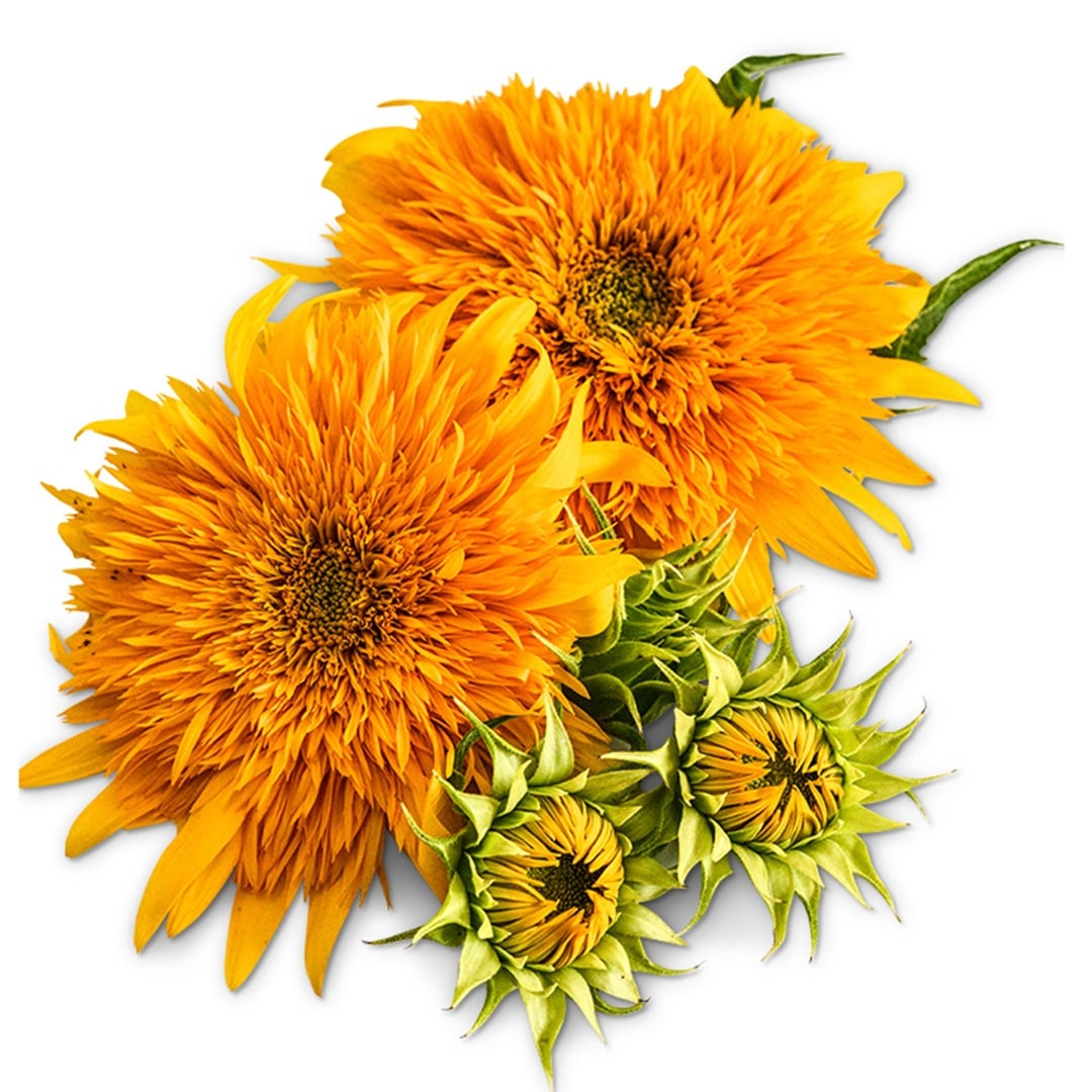 Pair of Double Sunking Sunflowers on a white background.