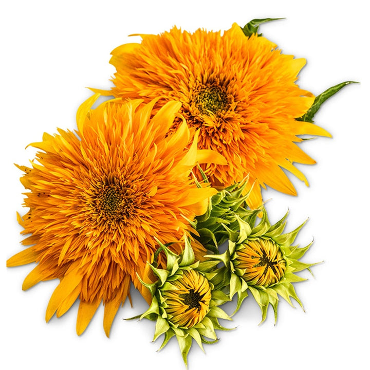 Pair of Double Sunking Sunflowers on a white background.