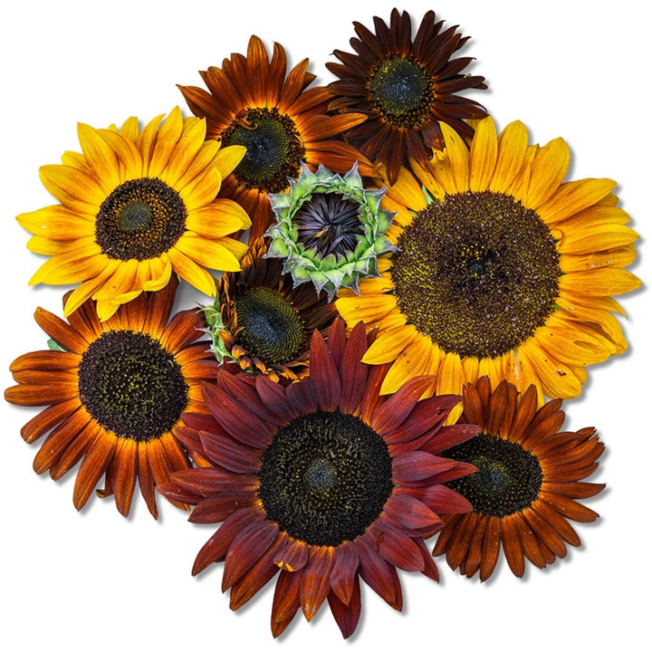 Several Evening Sun Sunflowers at different stages of development on a white background.