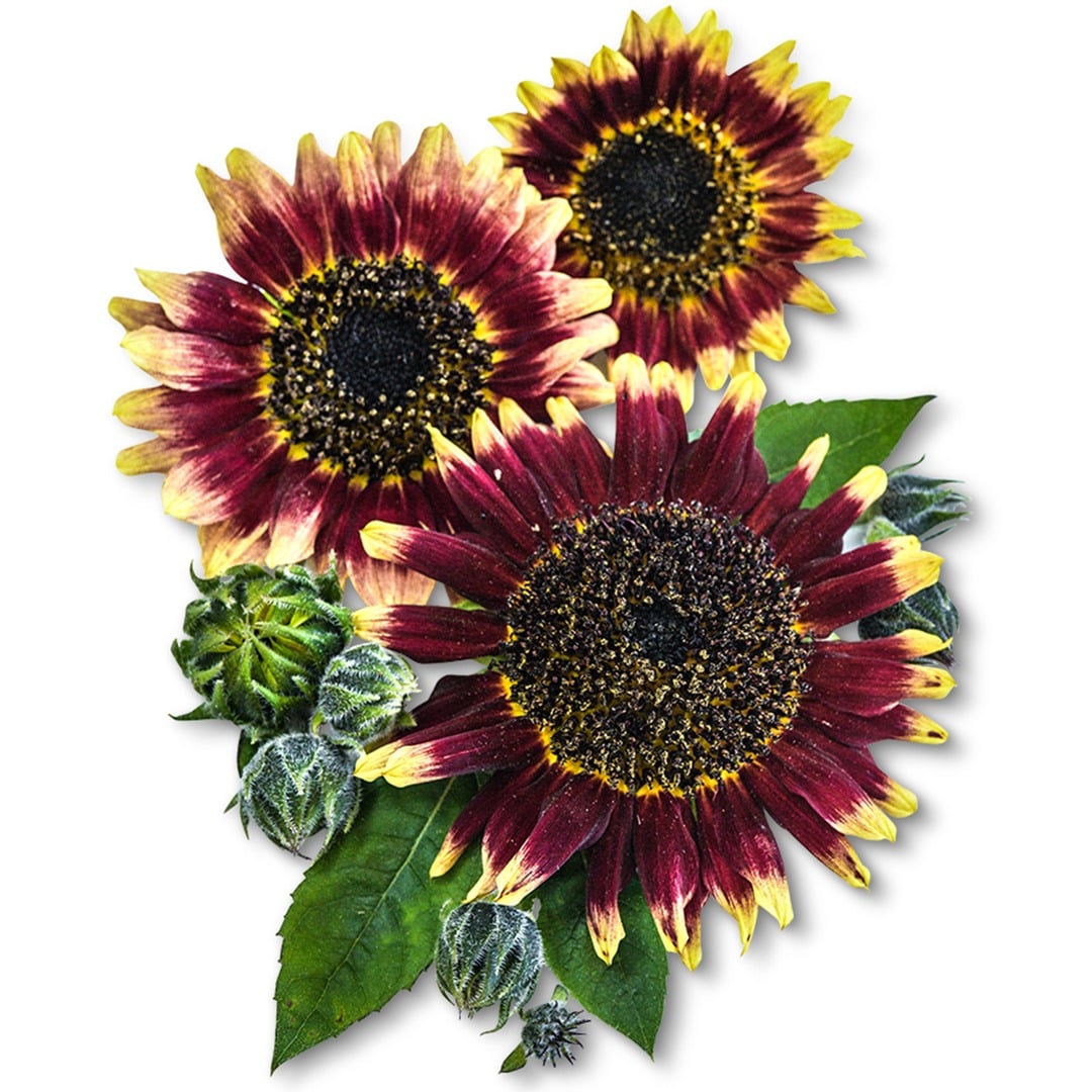 Trio of Florenza Sunflowers on a white background.