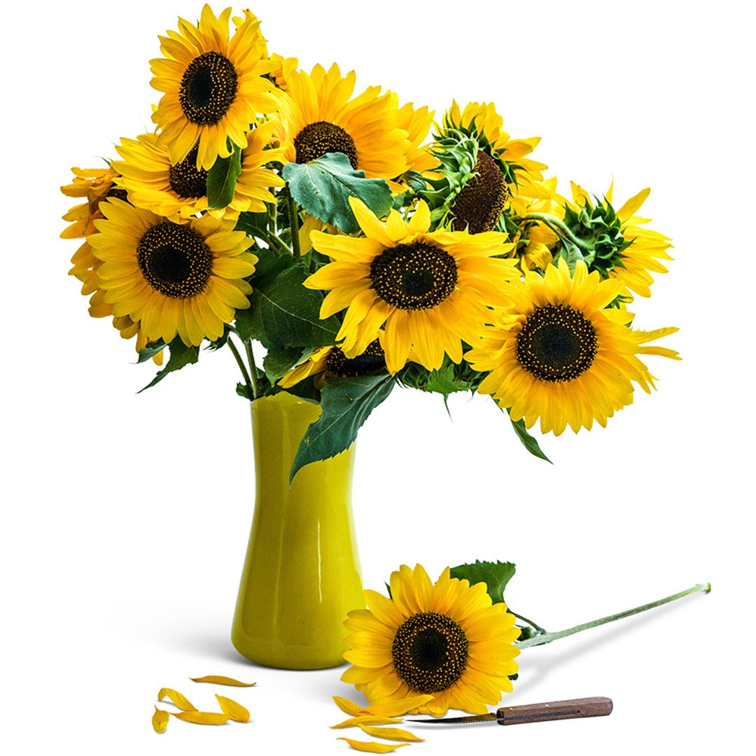 Arrangement of Henry Wilde sunflowers in a yellow vase on a white background.
