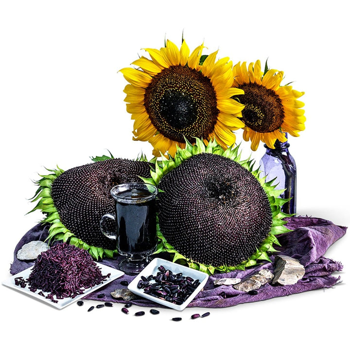 Hopi Black Dye Sunflowers on a purple scarf with a white background.