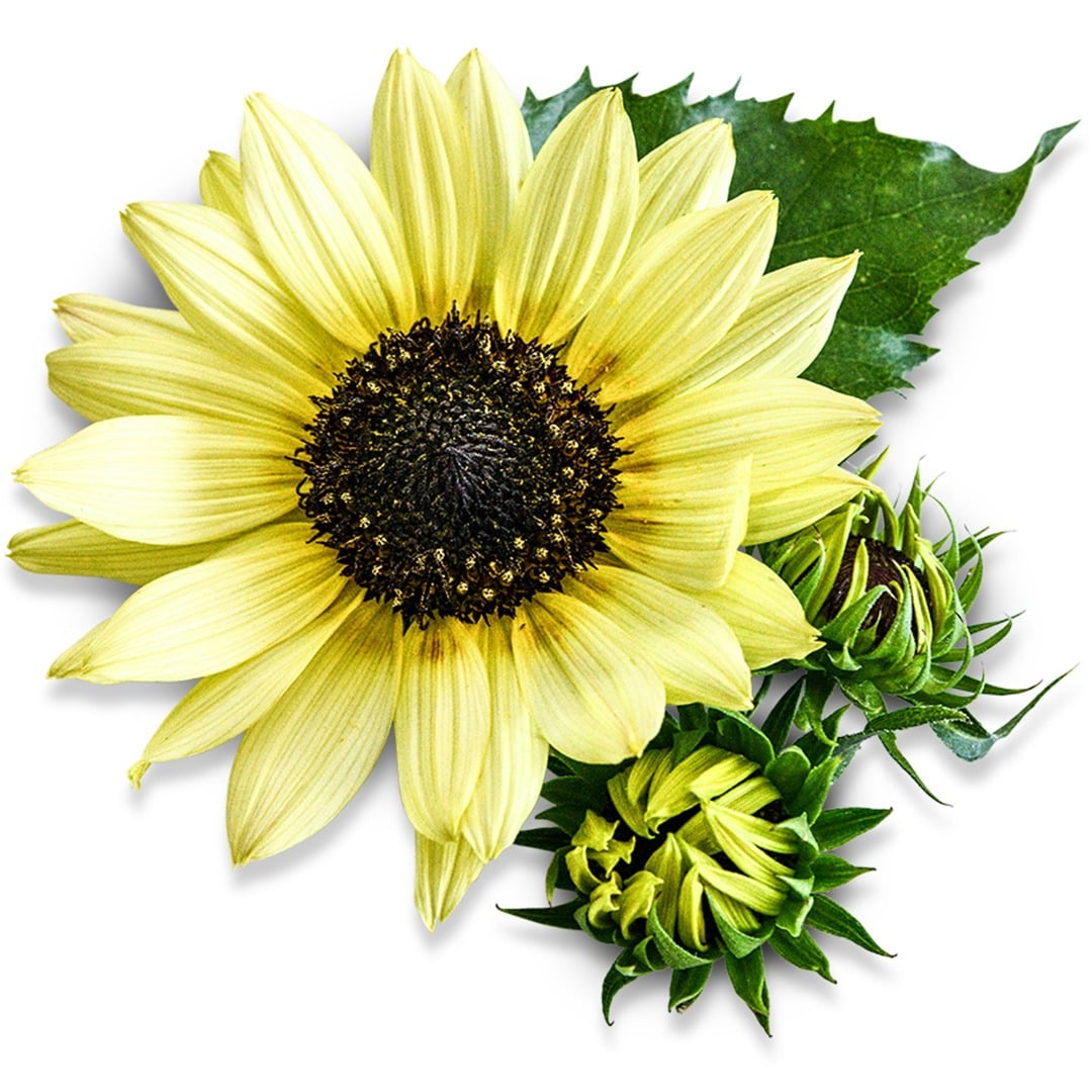 A close up of a Ice Cream Sunflower on a white background.