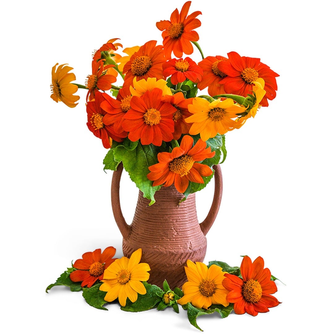 Arrangement of Mexican Arcadian Sunflower blend in a clay pot on a white background.