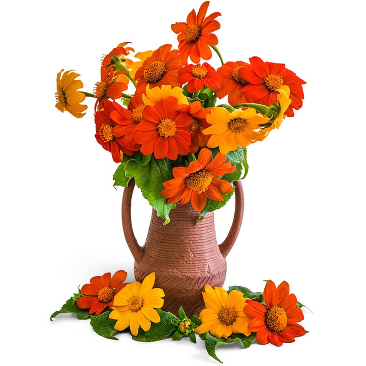 Arrangement of Mexican Arcadian Sunflower blend in a clay pot on a white background.