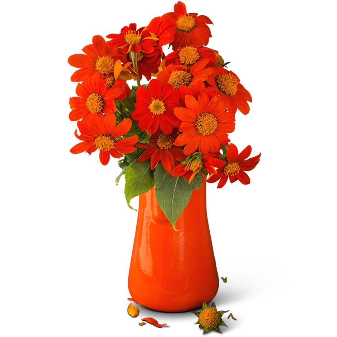 Mexican Red Torch Sunflowers in a red vase on a white background.