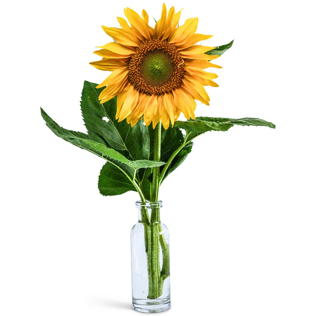 Single Mongolian Giant Sunflower in a glass vase on a white background.