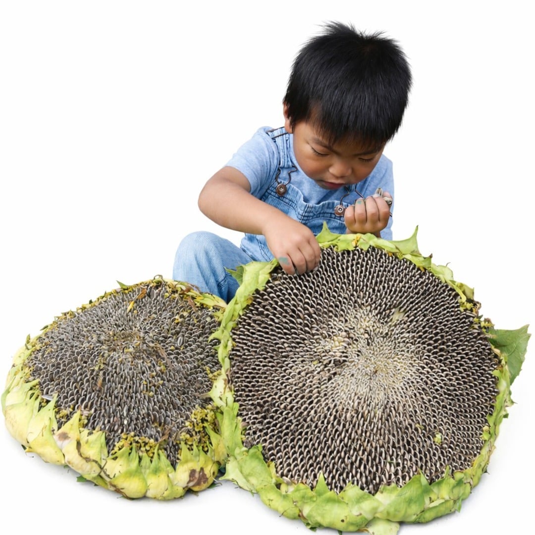 A child pulls seeds out of a Mongolian Giant Sunflower on a white background.
