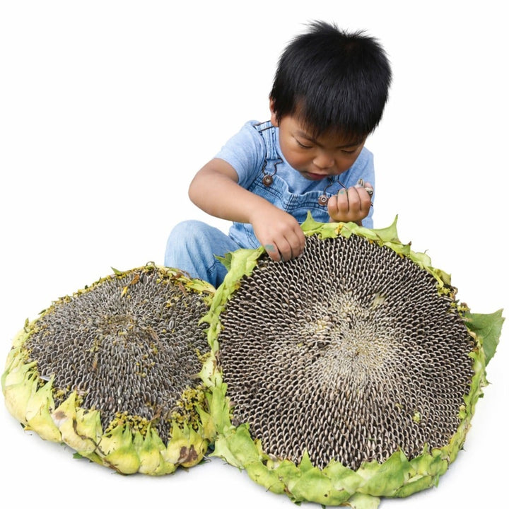 A child pulls seeds out of a Mongolian Giant Sunflower on a white background.