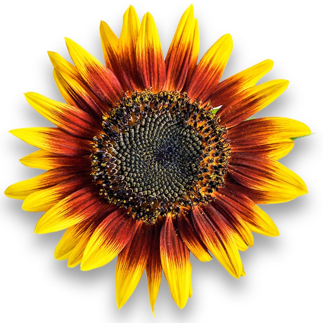 A close up of a Ring of Fire Sunflower on a white background.