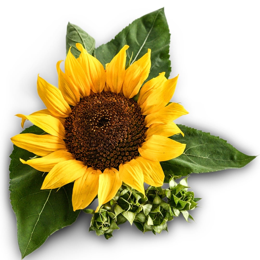 Close up of a Short Stuff Sunflower on a white background.