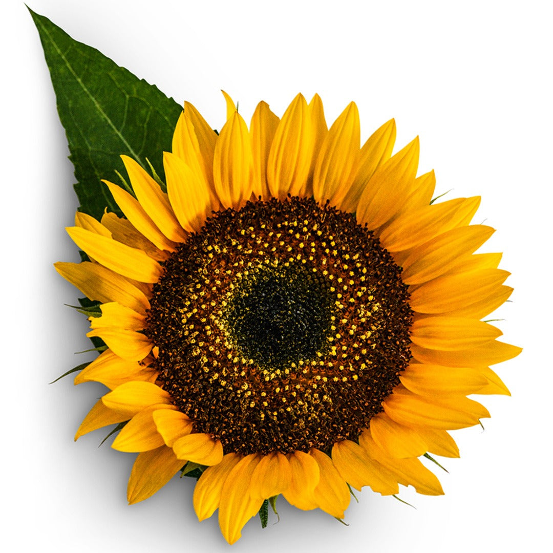 Close up of a Taiyo Sunflower on a white background.