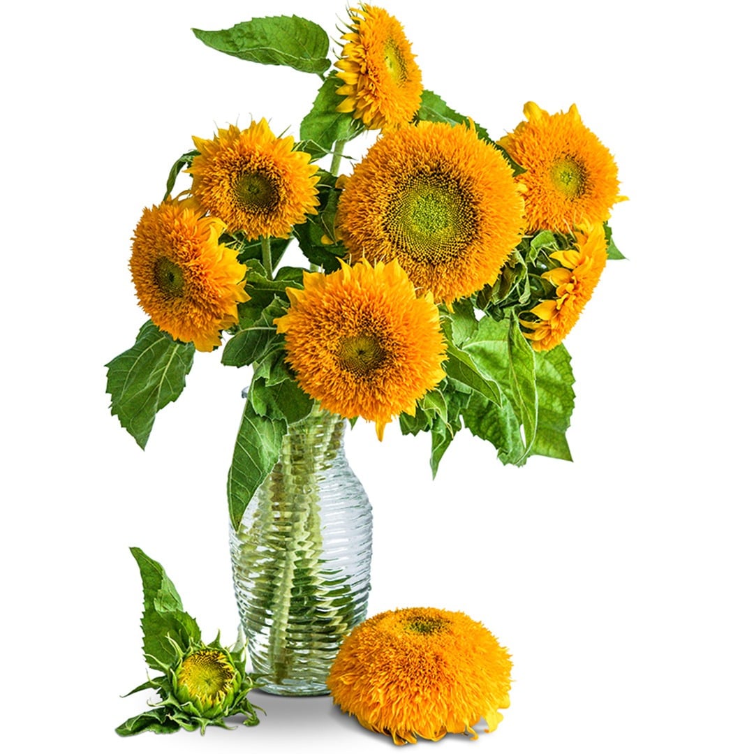 Bouquet of Teddy Bear Sunflowers in a glass vase on a white background.