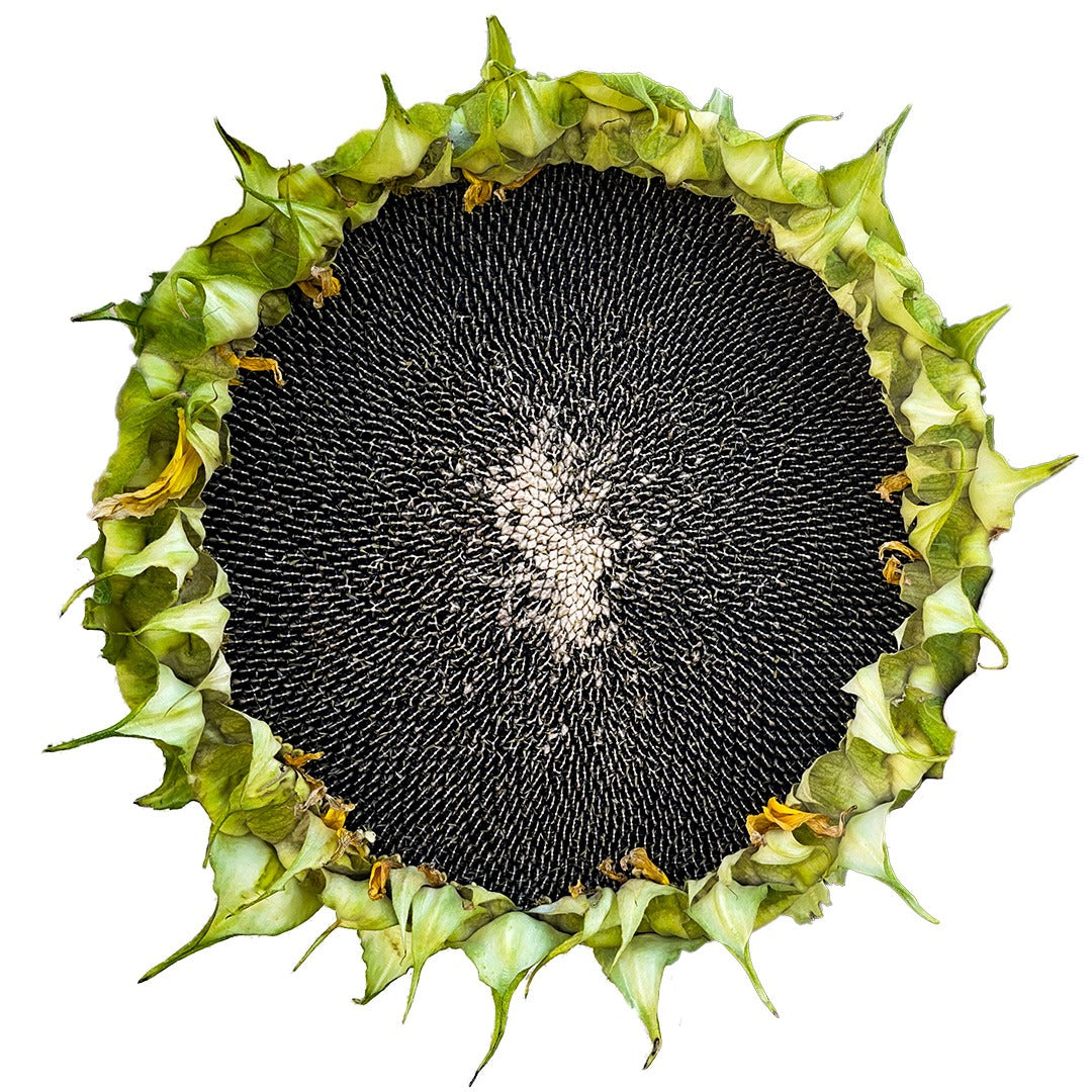Close up of a Titan Sunflower on a white background.