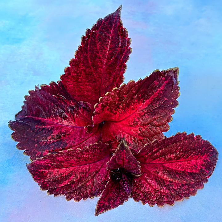 Folia Sunset Coleus leaves on light blue background.