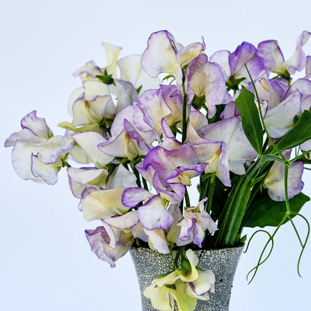 High Scent Sweet Peas arranged in vase against a light background.