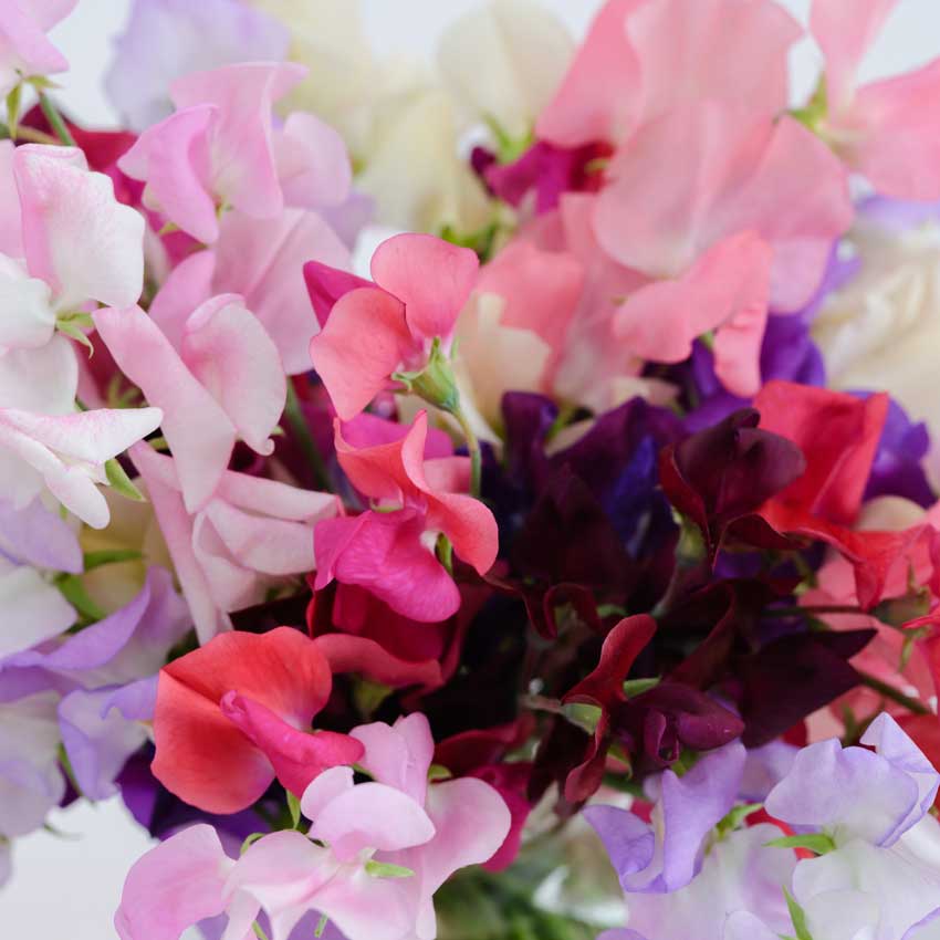Closeup of Old Spice Mix Sweet Pea flowers.