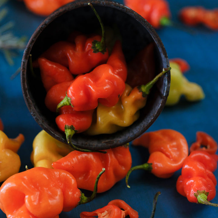 Orange and red Habanada Sweet Peppers in a bowl on its side on top of peppers in shades of green, yellow, orange, and red.