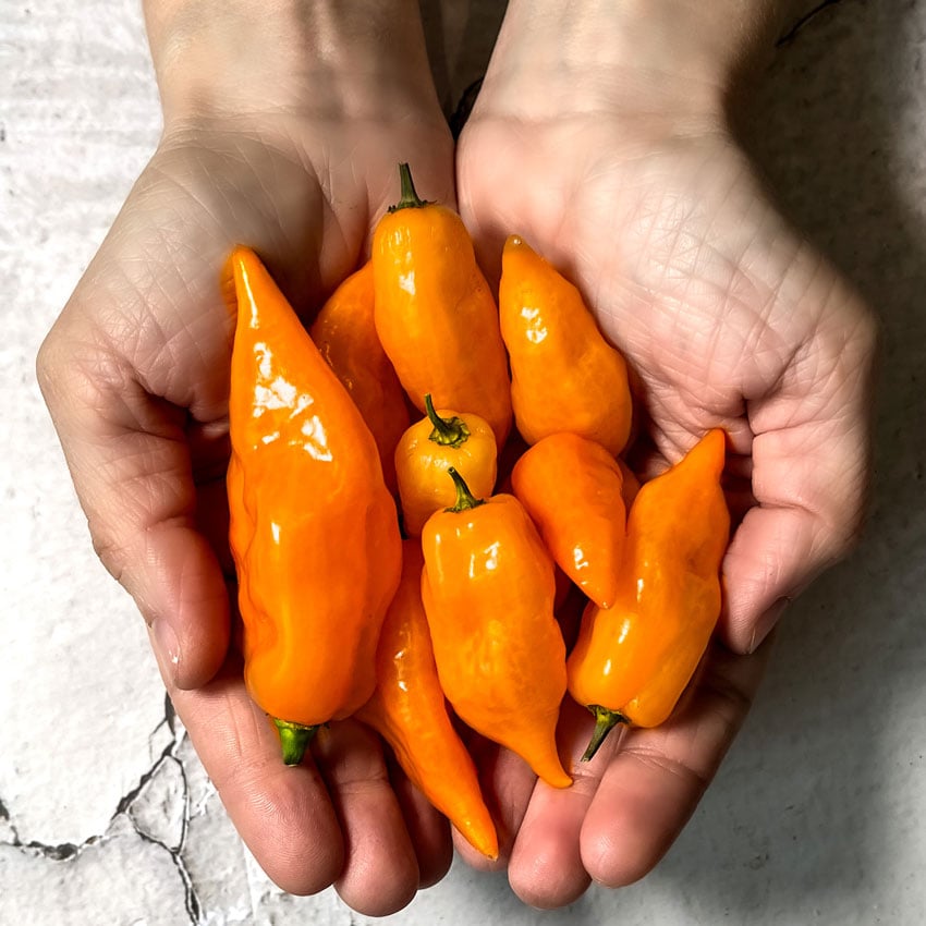 Orange Habanada Sweet Peppers are held in two hands over a white chipped wood background.