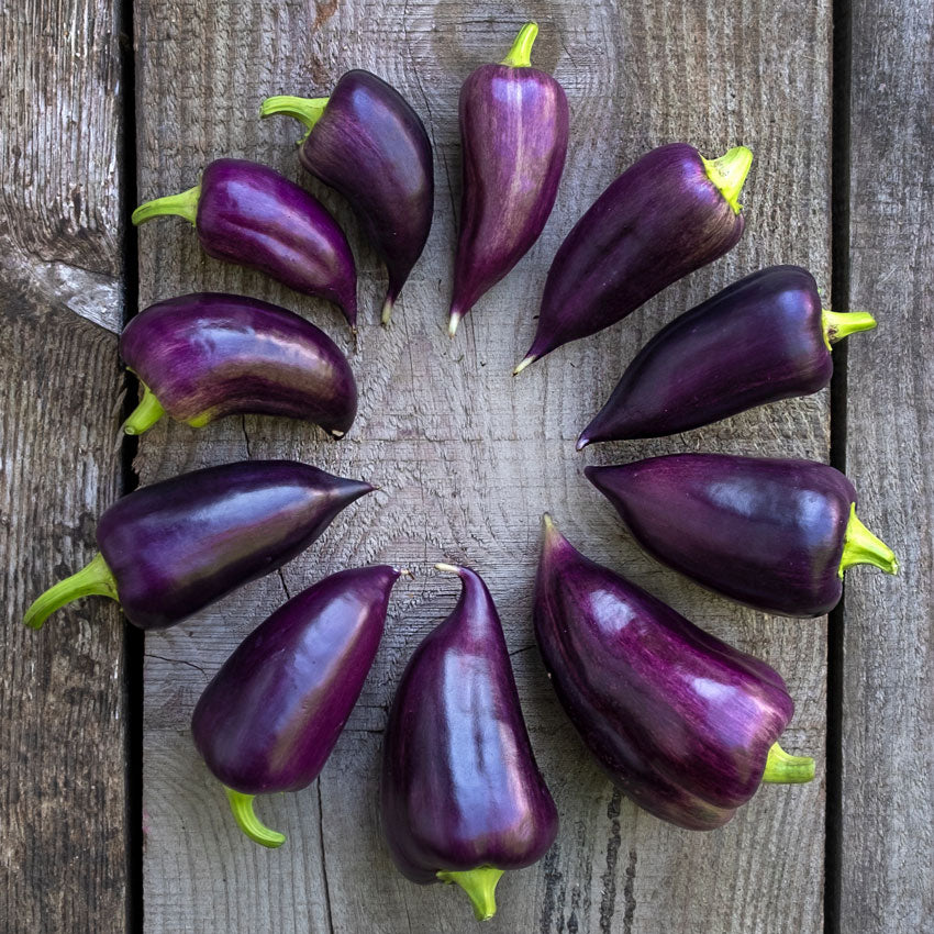 A circle of Violet Sparkle Sweet peppers perfectly ripe and deep purple color.