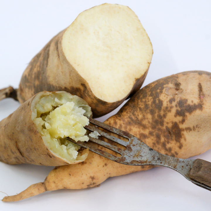 Cooked and raw Nancy Hall Sweet Potatoes with a rustic fork.