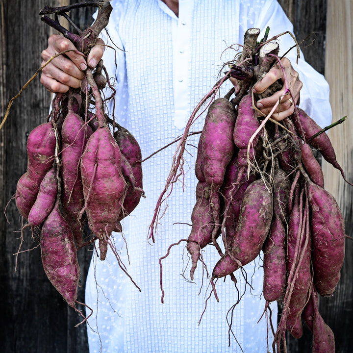 Gardener holding an amazing bounty of Lilac Beauty Sweet Potatoes against a wood background.