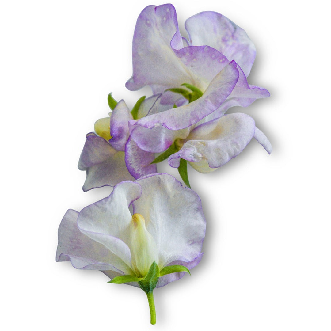 Close up of High Scent Sweet Pea blooms on a white background.