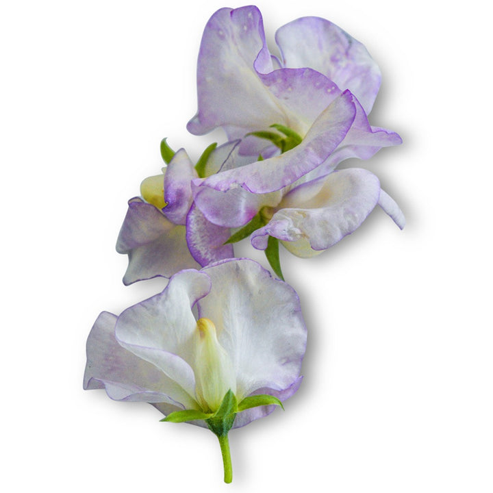 Close up of High Scent Sweet Pea blooms on a white background.