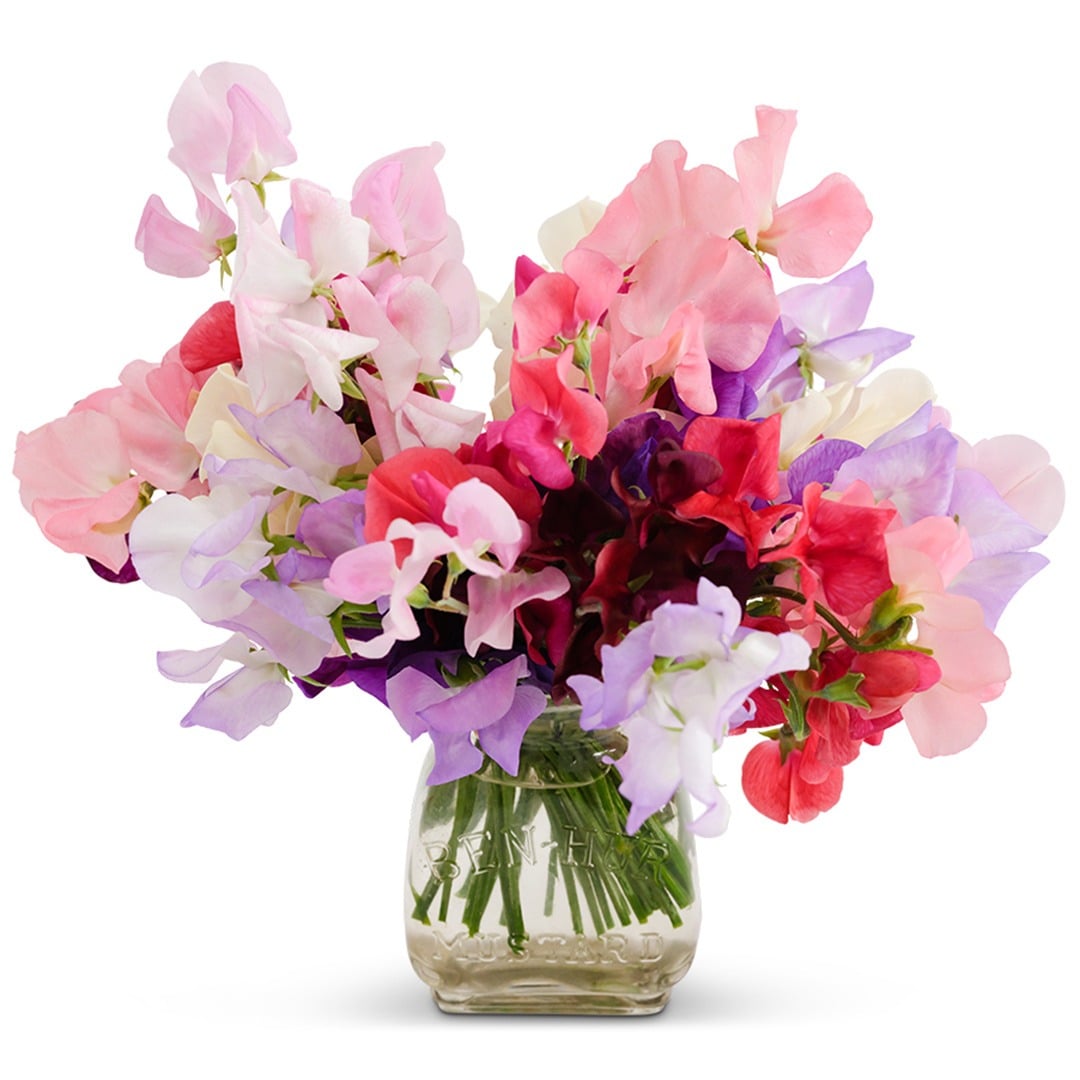 Arrangement of Old Spice Mix Sweet Peas in a clear vase on a white background.
